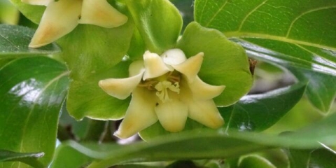 Sorta sharon dragulja: opis sa fotografijom, prednosti